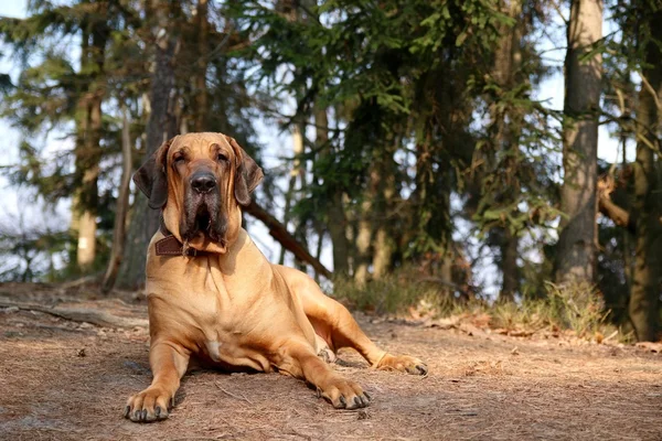 Big dog resting on ground in forest