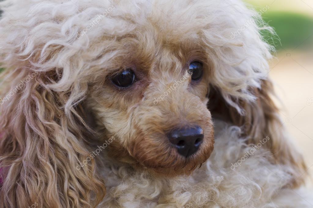 Couleur de chien Toy caniche abricot — Photographie oleghz © 109645394