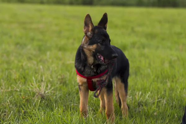 Puppy Alsatian dog on walk