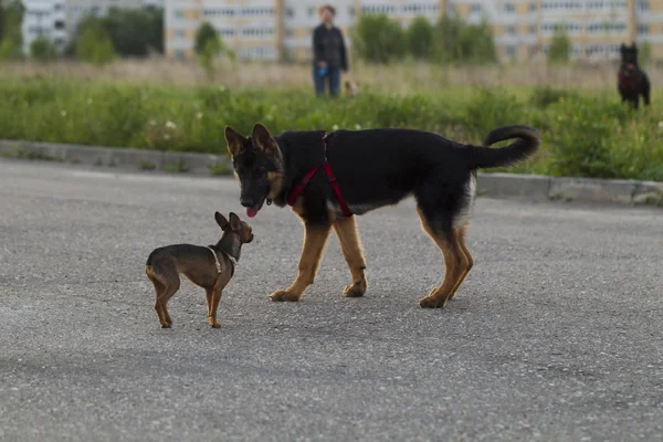 Russian toy terrier and a puppy Alsatian dog