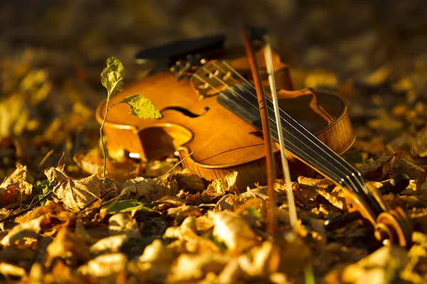 Violin lying on the fallen leaves