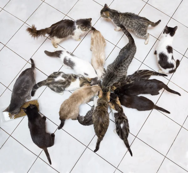 Group of cats eating