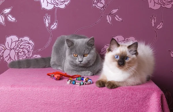 Ragdoll and british blue shorthair kittens on a pink background