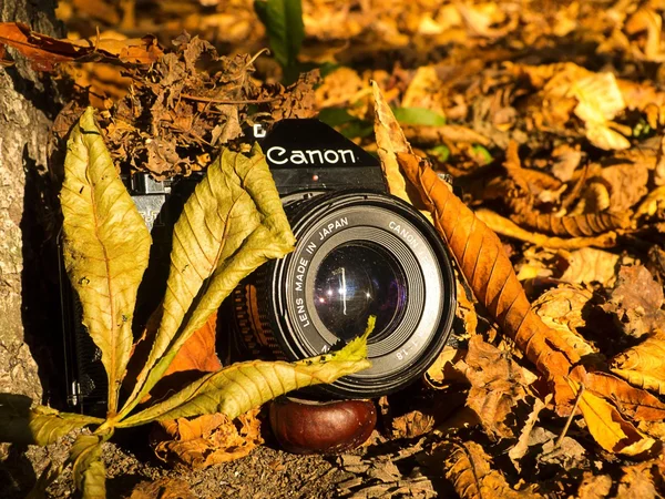 Old camera in yellow leaves