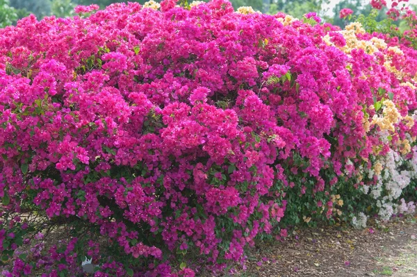 Bright pink bougainvillea bush
