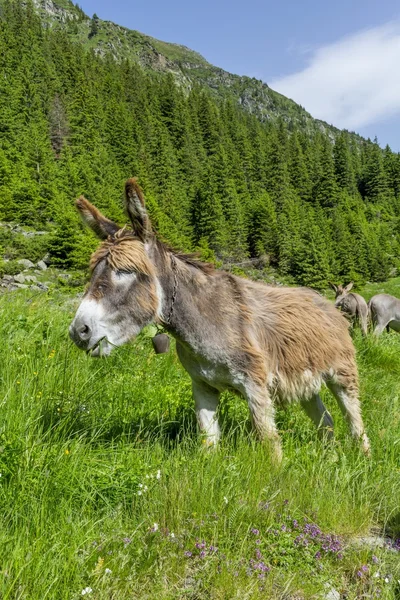 Funny brown donkey on the summer mountain pasture