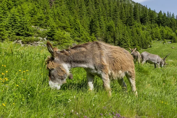 Funny brown donkey on the summer mountain pasture