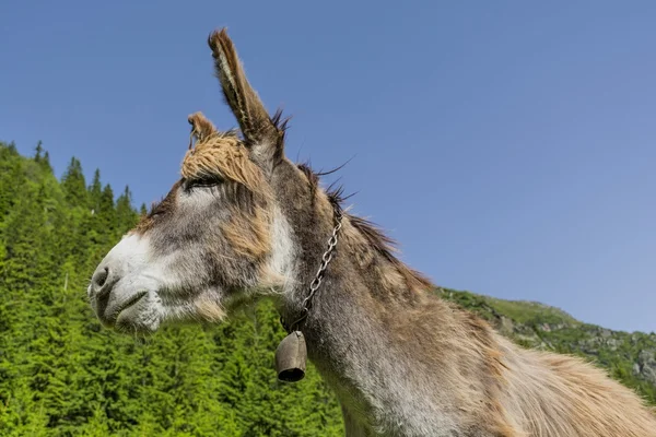 Funny brown donkey on the summer mountain pasture