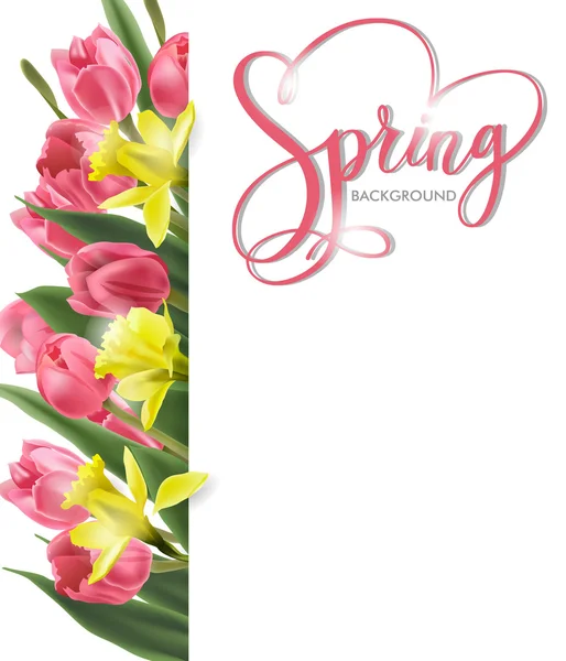 Spring background with Blooming spring flowers, pink tulips, Narcissus . Spring Concept. Template Vector.