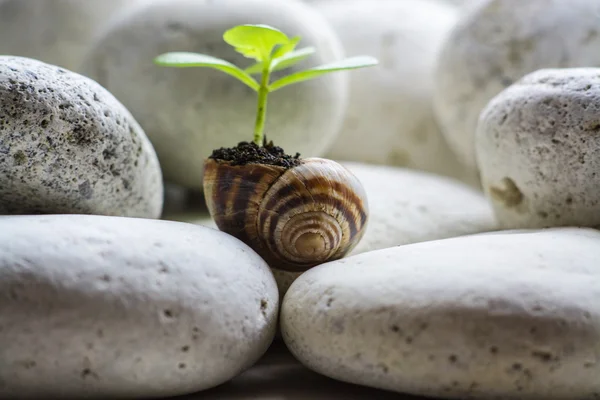 The second life of snail shell
