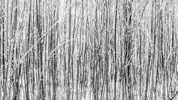 Dense winter forest black and white