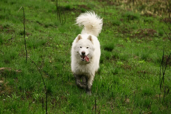 Dirty white dog