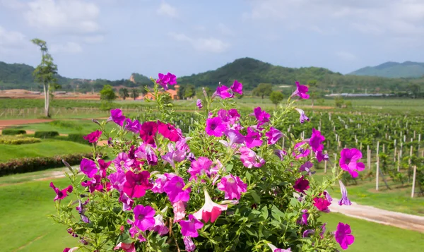 Vineyards and scenic natural beauty