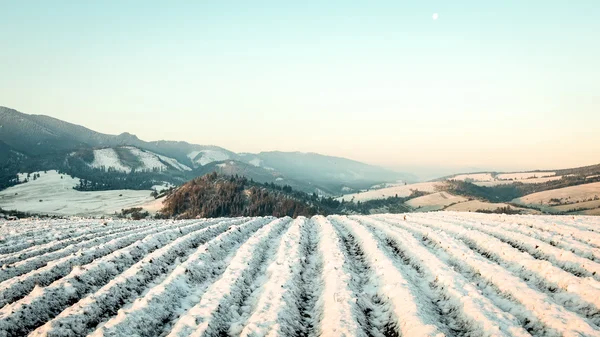 Agriculture fields in winter