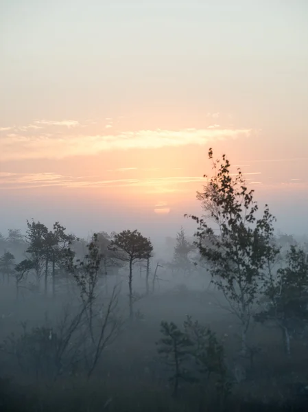 Beautiful tranquil landscape of misty swamp lake