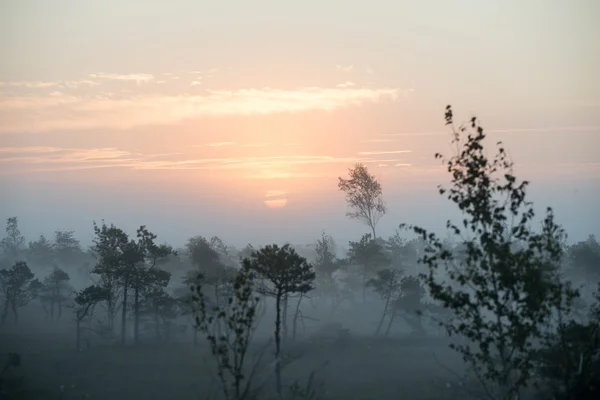 Beautiful tranquil landscape of misty swamp lake