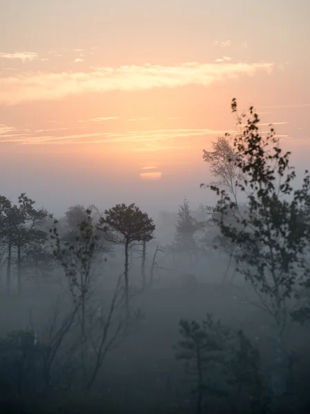 Beautiful tranquil landscape of misty swamp lake