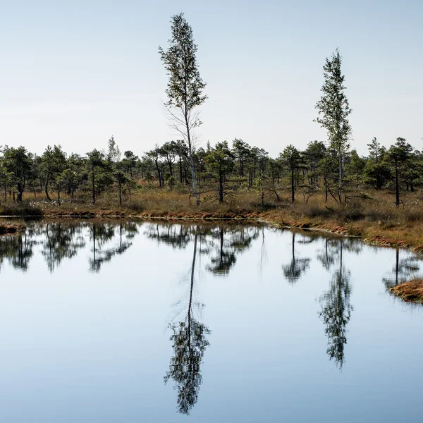 Beautiful tranquil landscape of misty swamp lake