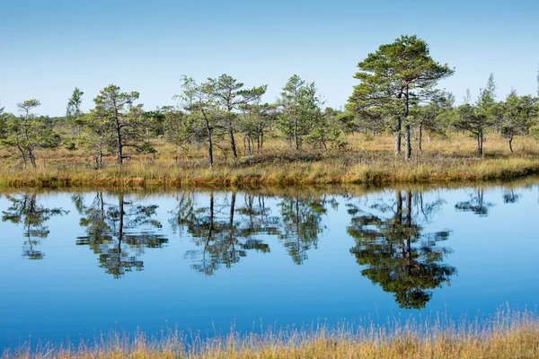 Beautiful tranquil landscape of misty swamp lake