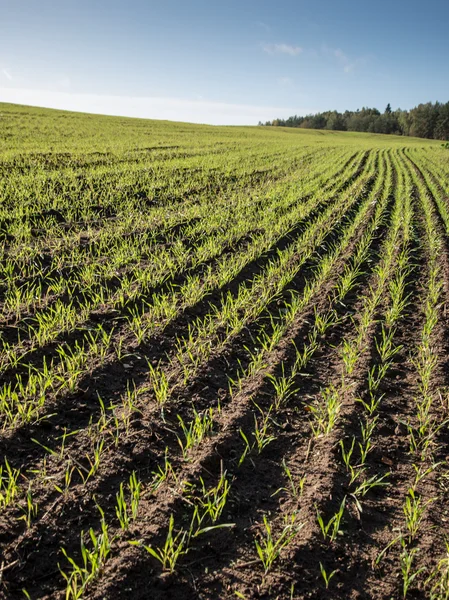 Beautiful freshly cultivated green crop field