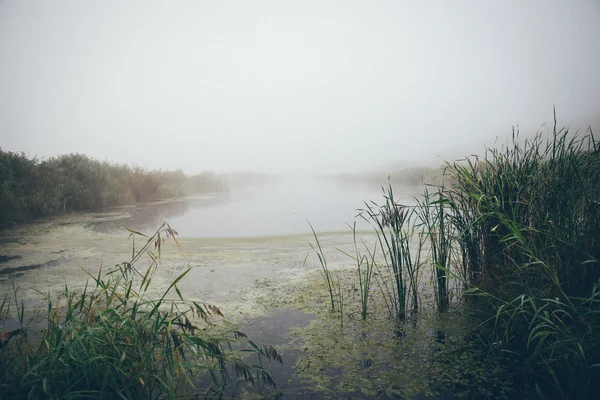 Swamp view with lakes and footpath. Retro grainy film look.