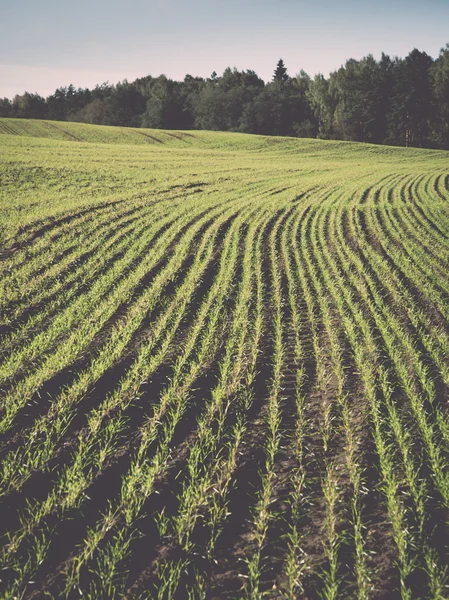 Beautiful freshly cultivated green crop field - retro, vintage