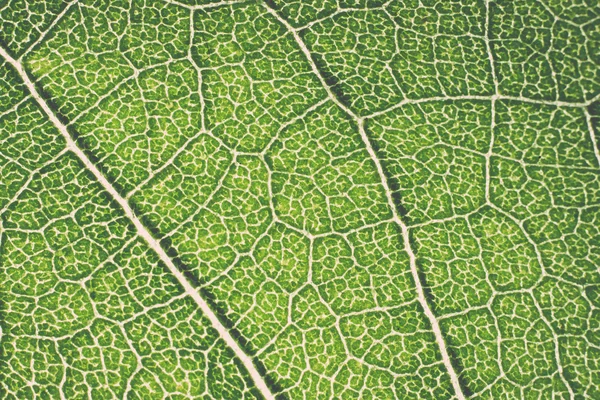 Leaf macro pattern of green - retro, vintage