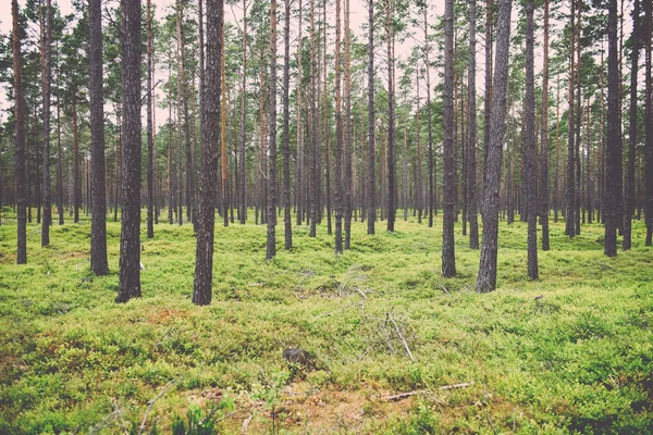 Old forest with moss covered trees and rays of sun in summer - v