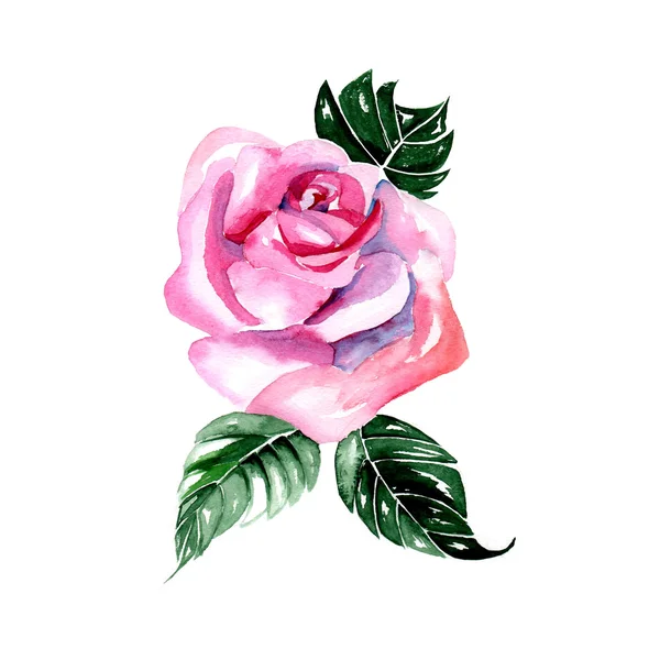 Watercolor flowers pink rose - vector illustration