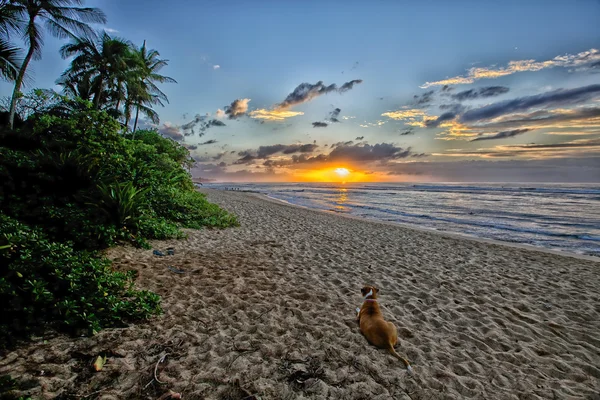 Dog watching the sunset on the North Shore - Hawaii