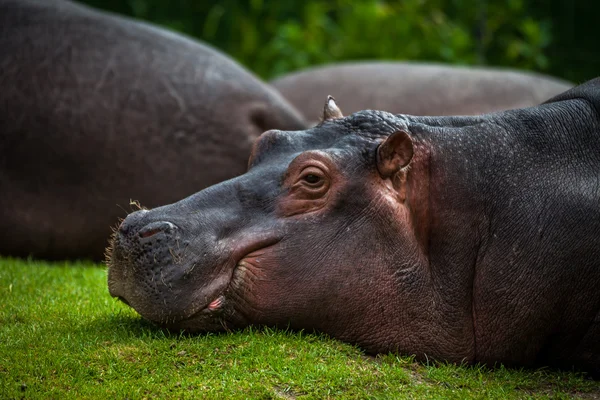Lying hippopotamus