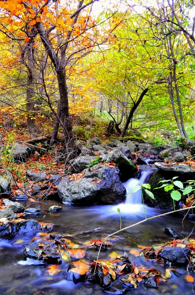 Stream Flowing Through Forest In Autumn