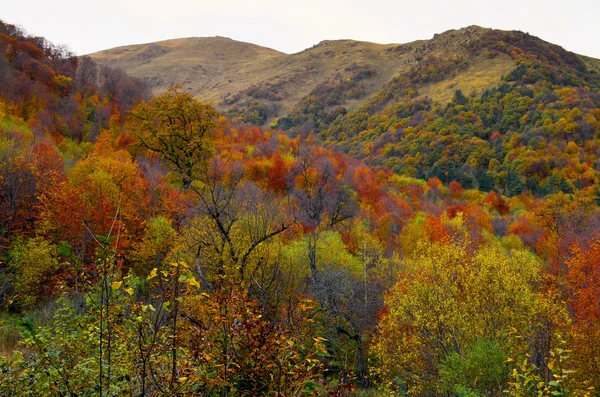 Beautiful vibrant Autumn Fall colors in forest landscape