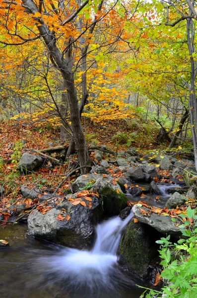 Stream Flowing Through Forest In Autumn