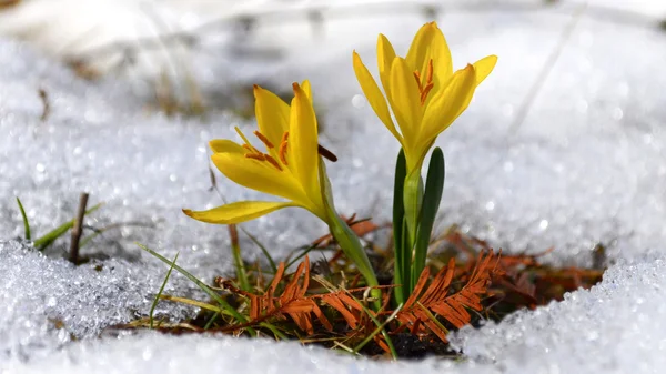 Yellow snowdrops in the forest