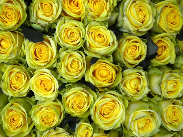 Close-up of bunch of yellow roses flower against white background