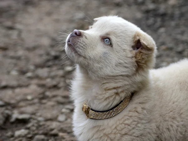 Cute golden puppy
