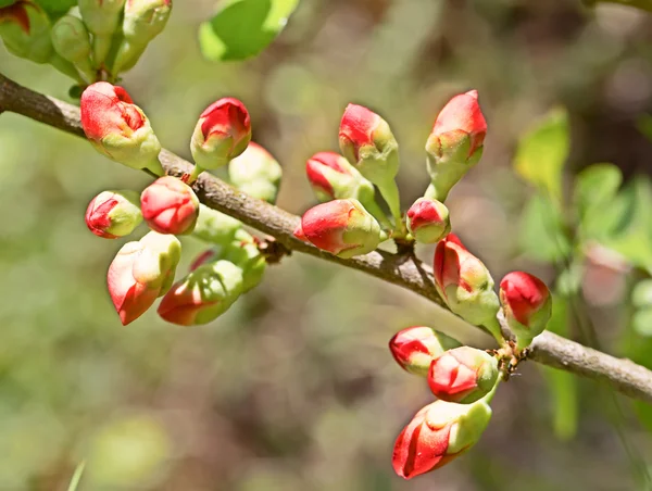 Bright pink buds of a quince close up.