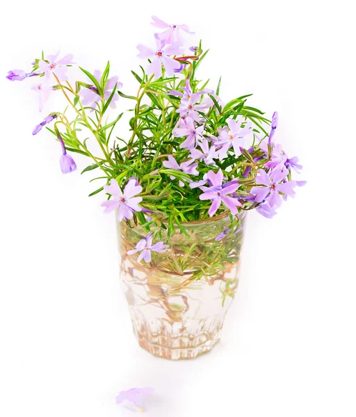 Bouquet of small lilac flowers on a white background