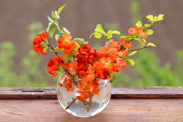 Bouquet of red flowers of a quince in a glass vase at a window