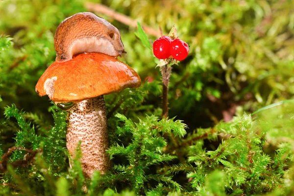 Slug on a hat of a mushroom and red berry nearby