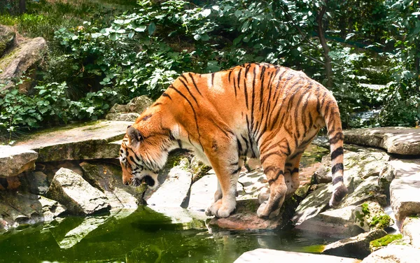 Tiger at water in hot summer day