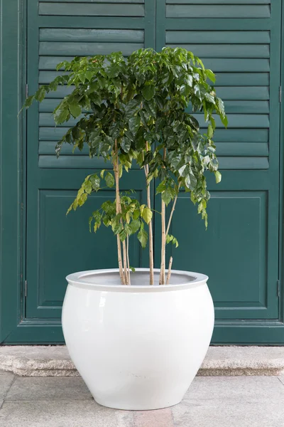 White flowerpot with tree