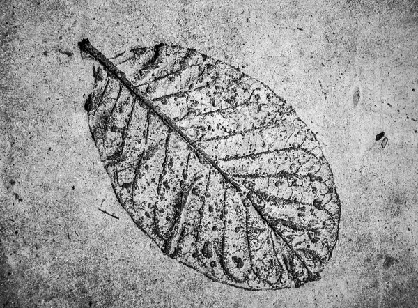 Low relief leaf on cement black and white