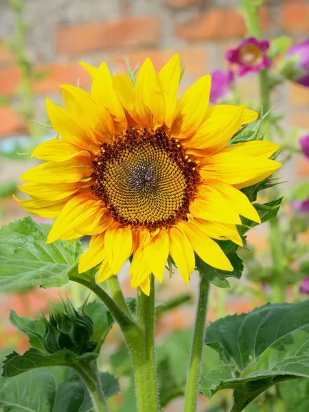 Sunflower flower on green background