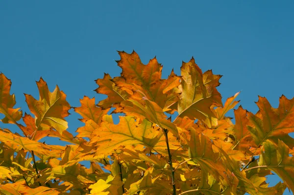 Orange, Yellow and Blue, Beautiful Autumn Leaves