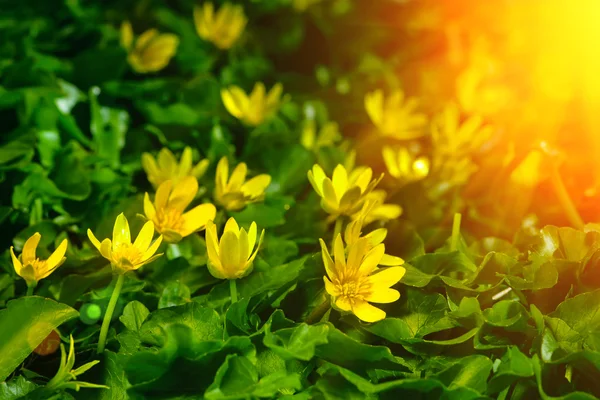 Yellow spring flowers in the garden with sun rays beam, soft focus