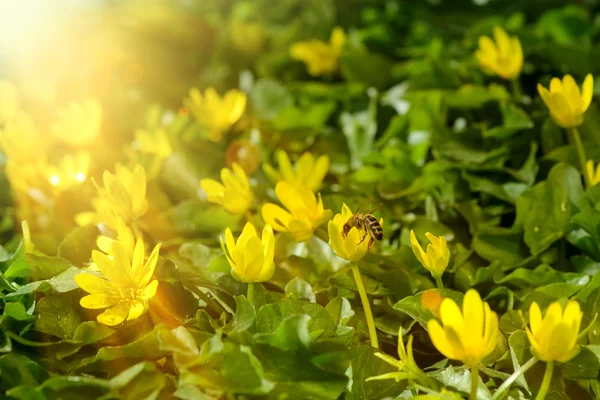 Yellow spring flowers in the garden with bee and sun rays beam, soft focus