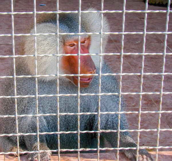 Male baboon sits in cage