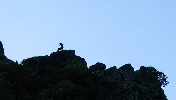 Mountain goat silhouette on rock